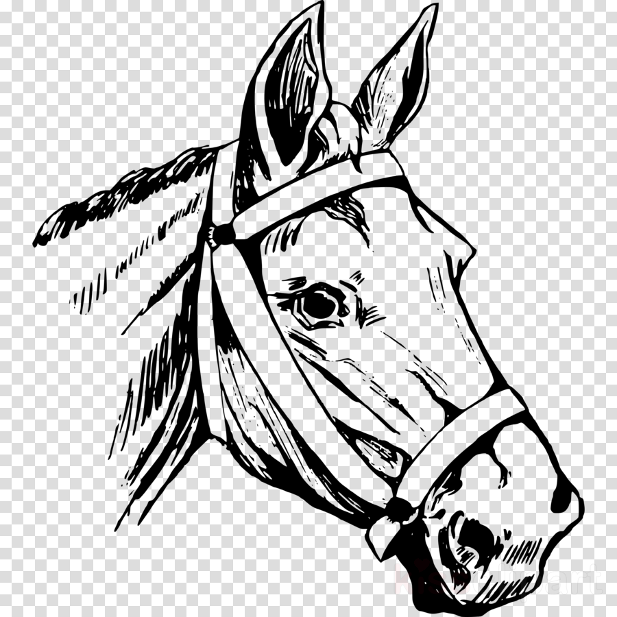 Line Drawing Of Horse Head ~ Drawing Tutorial Easy