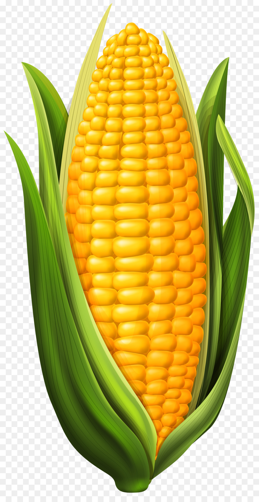 Image result for corn clipart