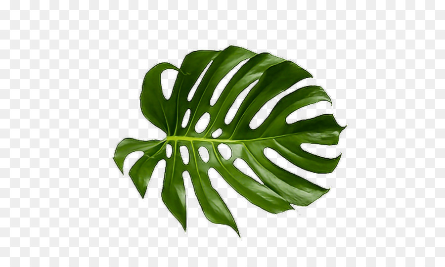 Palm Leaf clipart - Leaf, transparent clip art