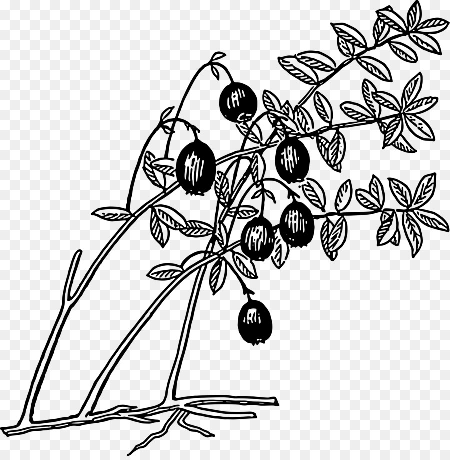 Black And White Flower Clipart Juice Tree Leaf
