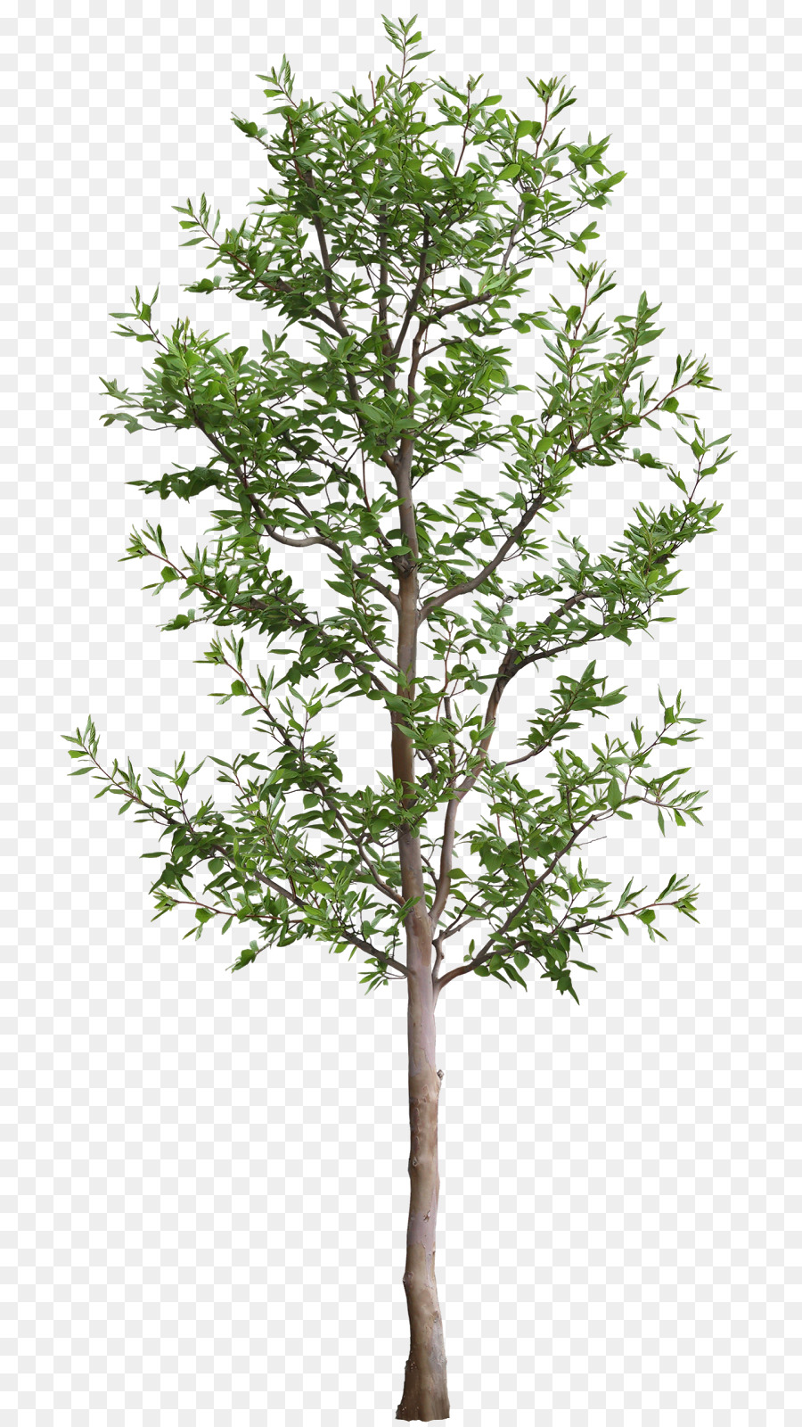 Family Tree Background clipart - Tree, transparent clip art