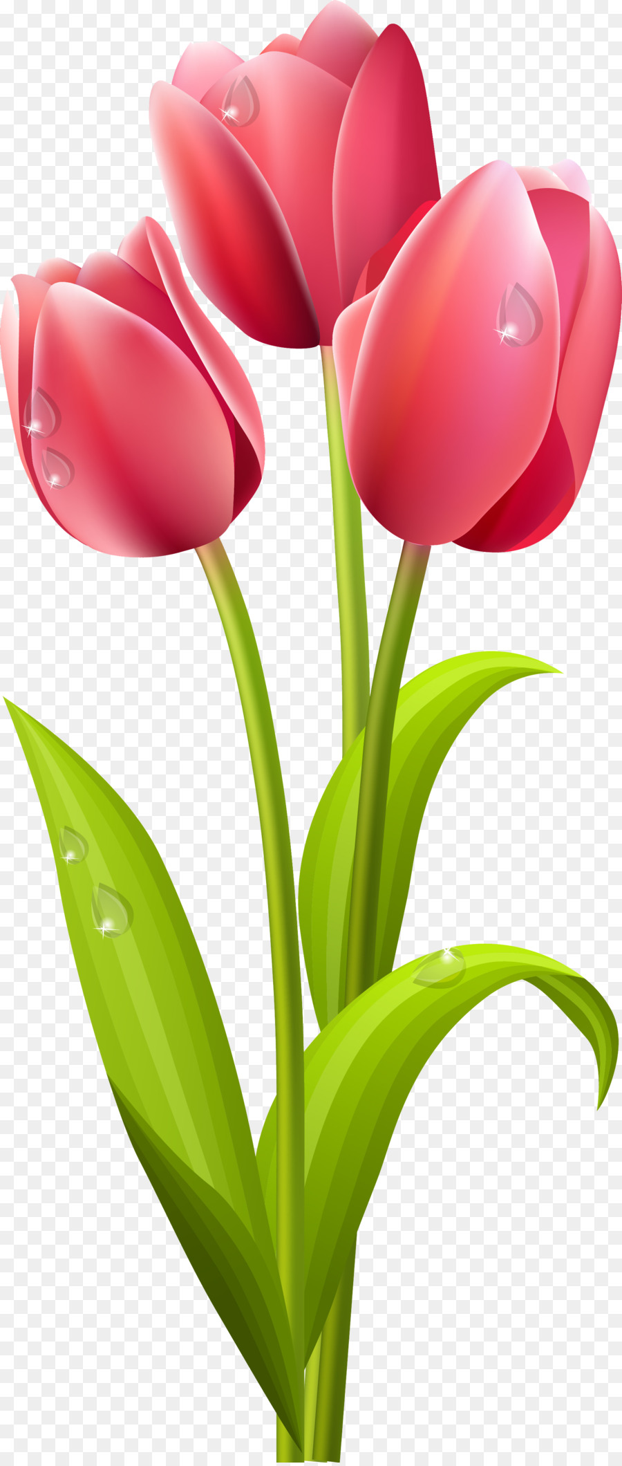 Download Flowers Clipart Background clipart - Tulip, Flower ...