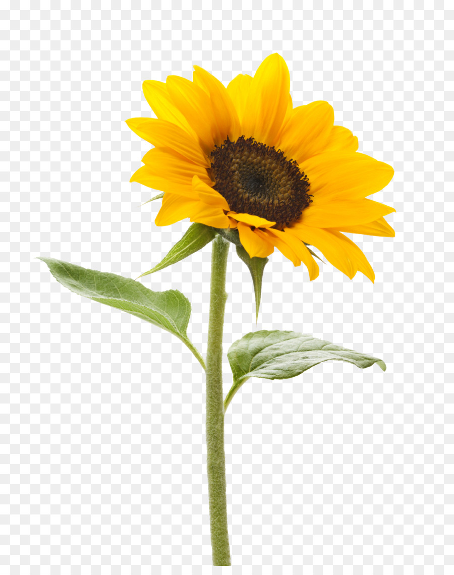 Free Free 76 Clipart Sunflower Stem SVG PNG EPS DXF File