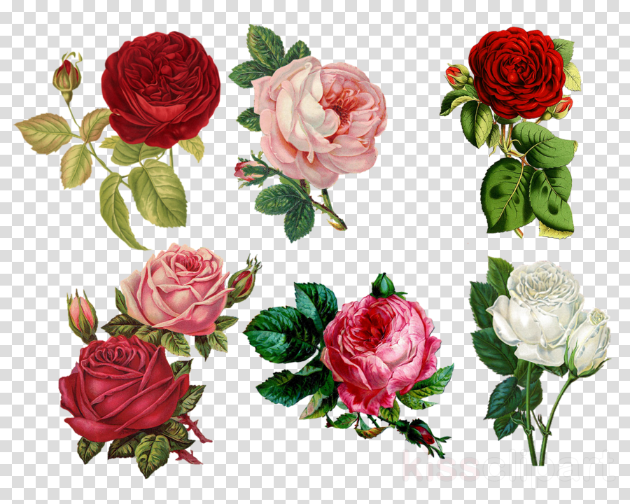 Flower Rose Transparent Png Image Clipart Free Download