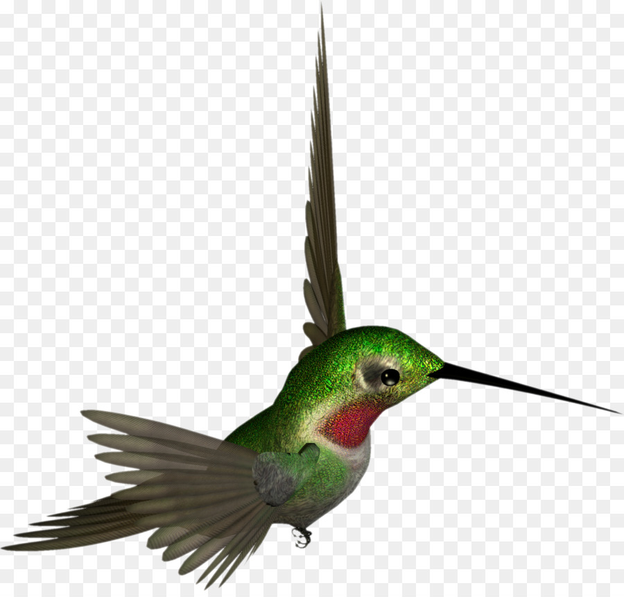 Hummingbird Drawing clipart - Bird, Illustration, Wing, transparent ...