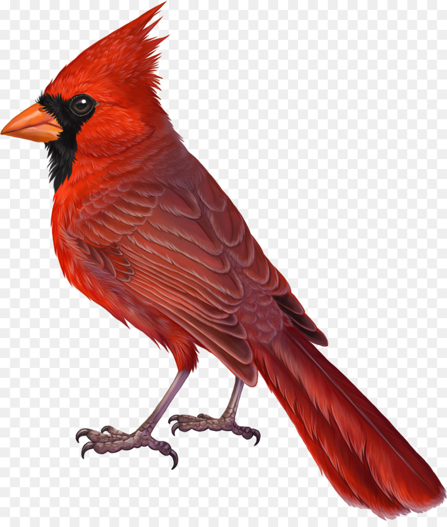 Cardinal Bird Clipart Bird Drawing Painting Transparent Clip Art