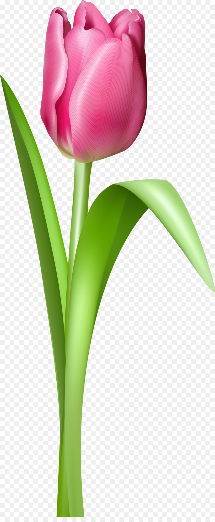 Drawing Of Family Clipart Tulip Flower Drawing Transparent Clip Art