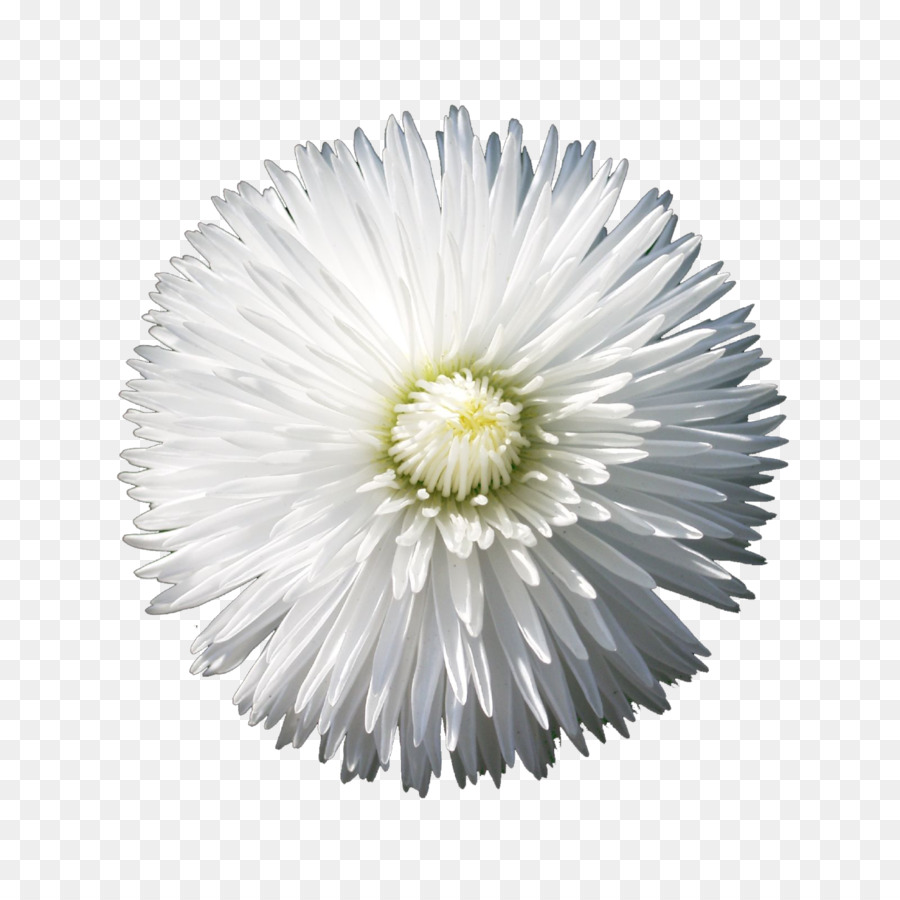 Flowers Clipart Background Clipart Flower White Daisy