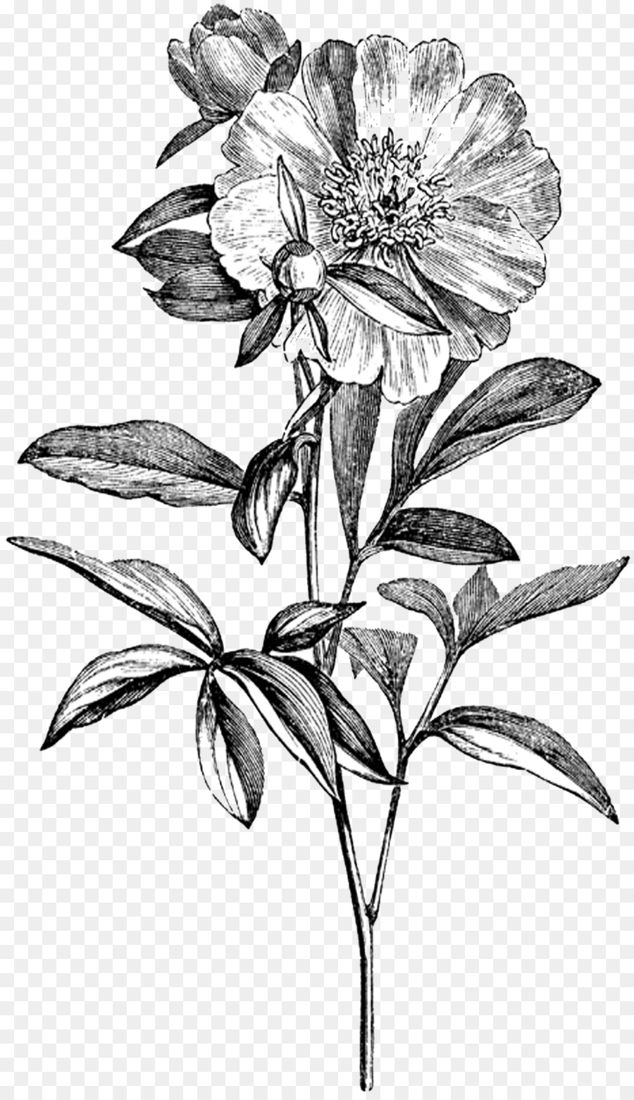 Black And White Flower Clipart Illustration Peony Flower Transparent Clip Art