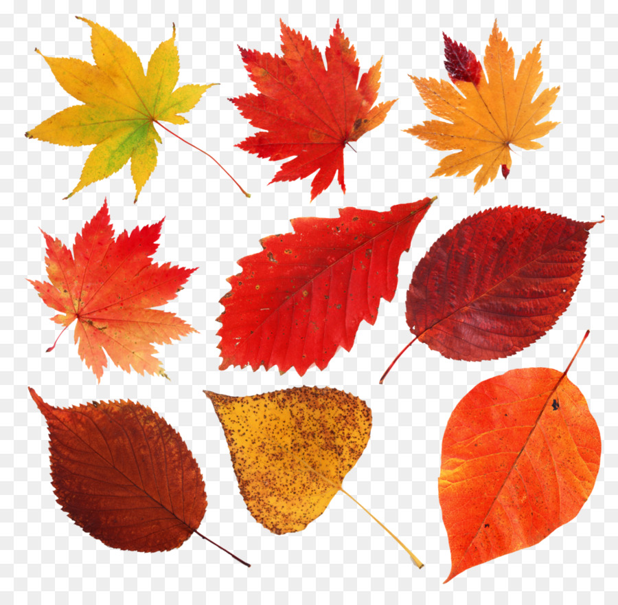 Autumn Leaves Drawing clipart - Autumn, Leaf, Drawing, transparent clip art
