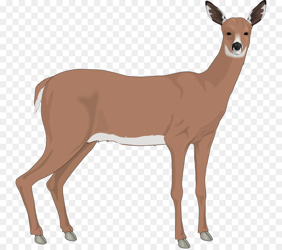 Doe deer clip art clipart white tailed (Tipus d'arxiu jpg). 