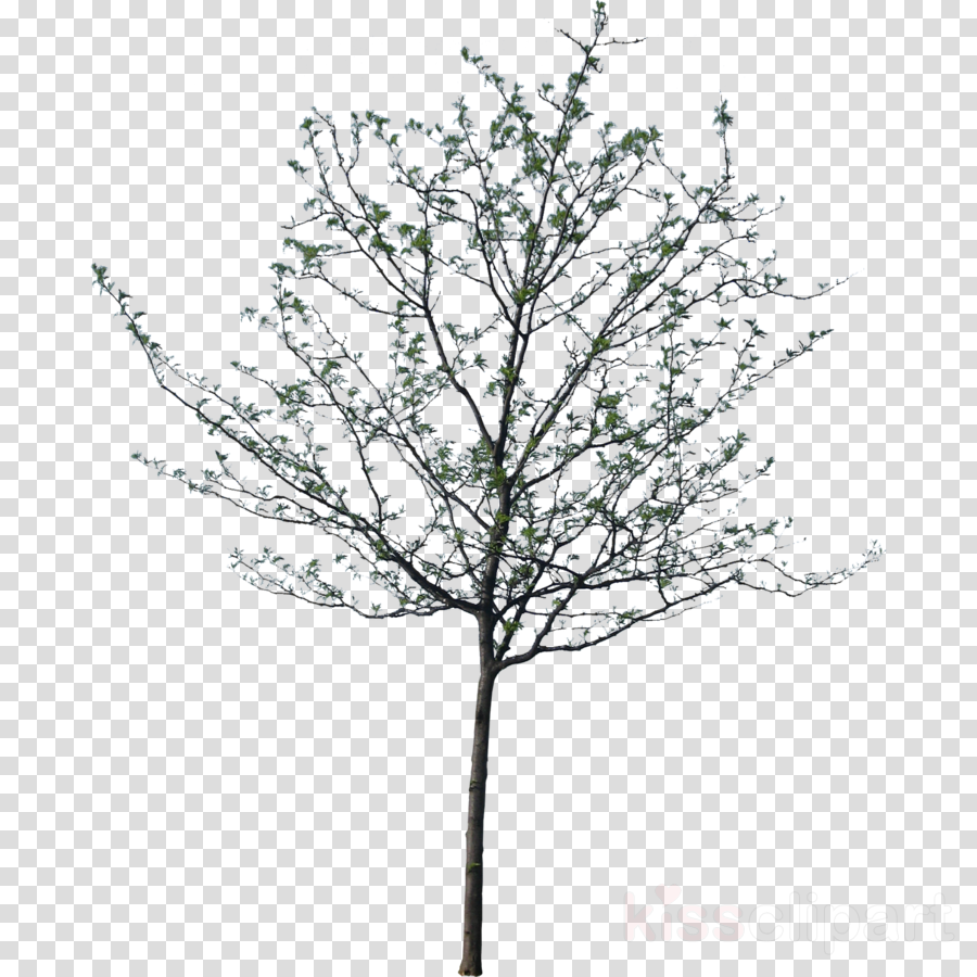 Architecture Tree Sketch Png Max Installer