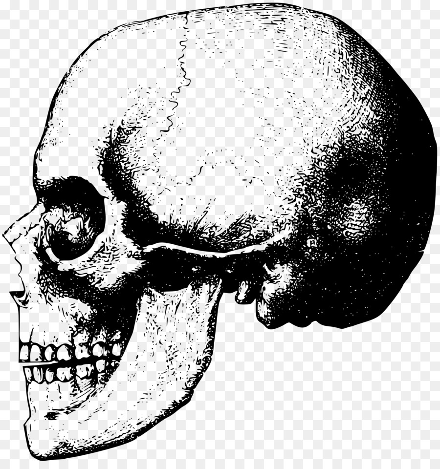 Human Skull Drawing Clipart Skull Face Nose Transparent Clip Art