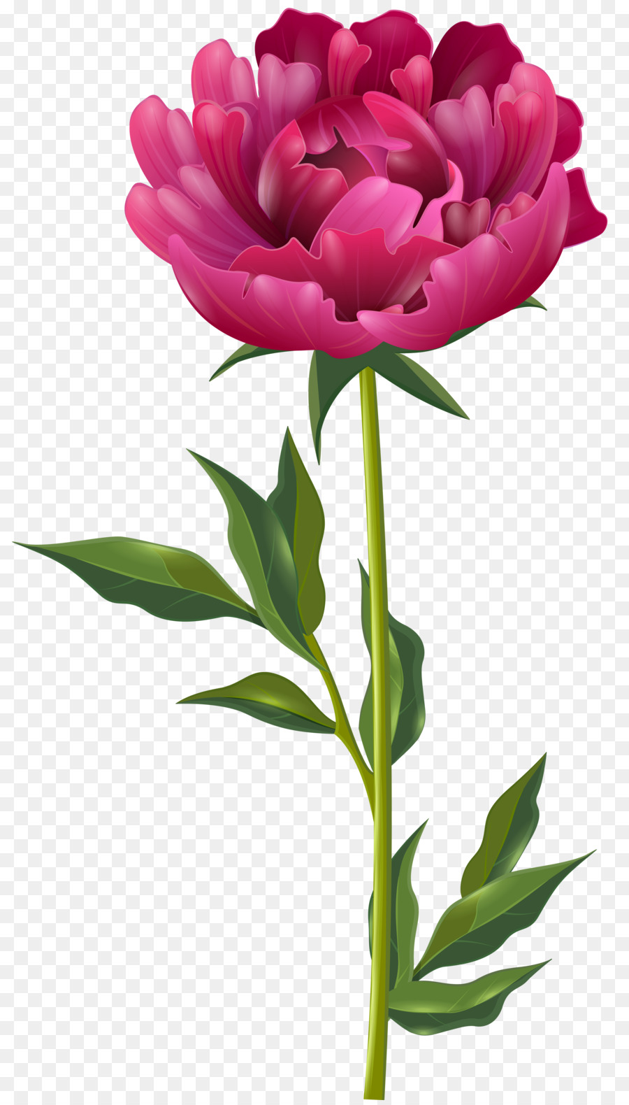 Pink Flower Cartoon Clipart Peony Flower Plant Transparent Clip Art