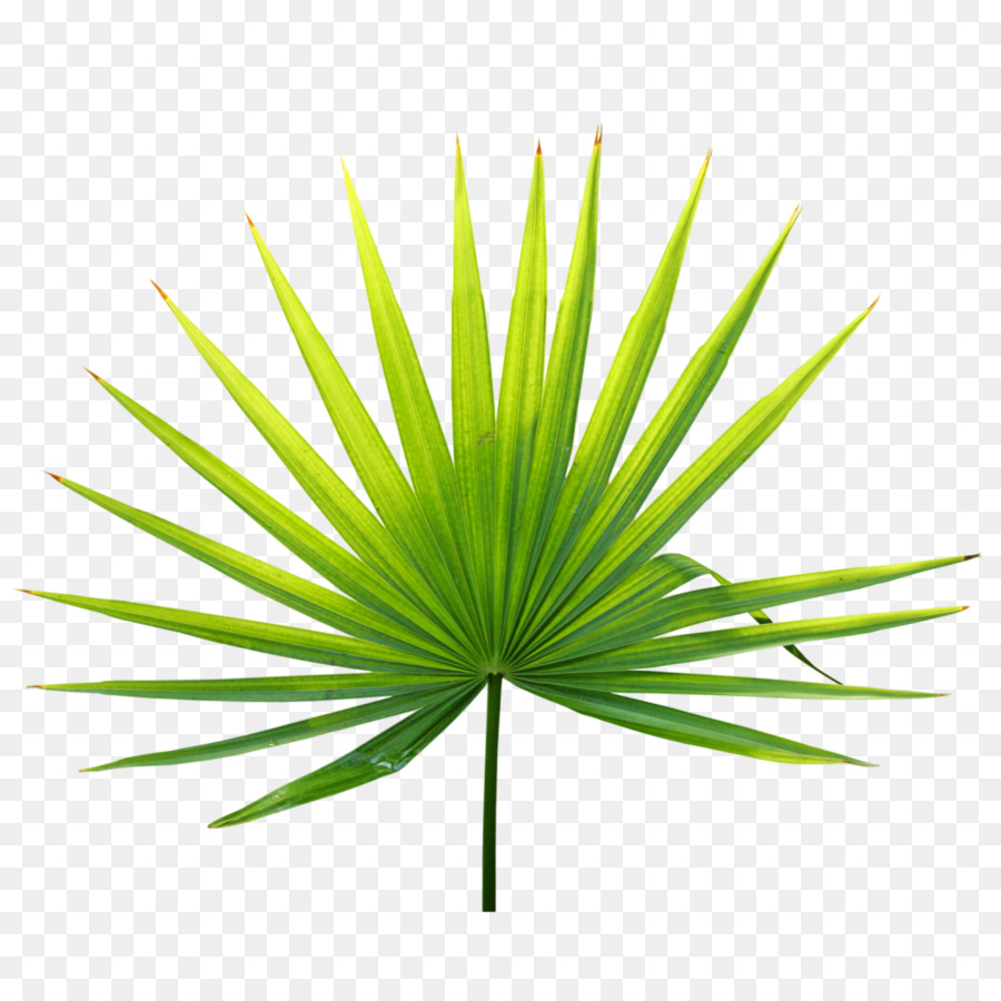 Palm Tree Leaf
