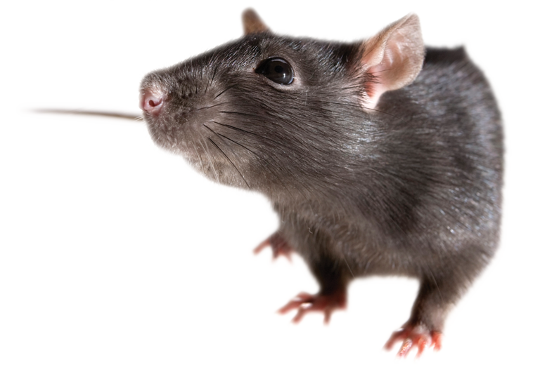 kissclipart-prohibido-ratas-clipart-mouse-rodent-black-rat-e9c910eb9869f17f.png
