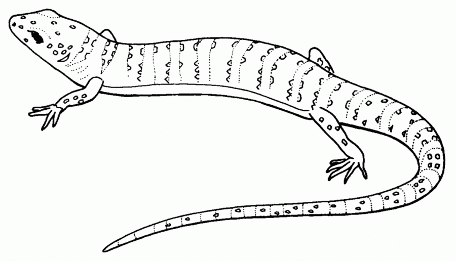 680 Top Lizard Coloring Book Pages For Free