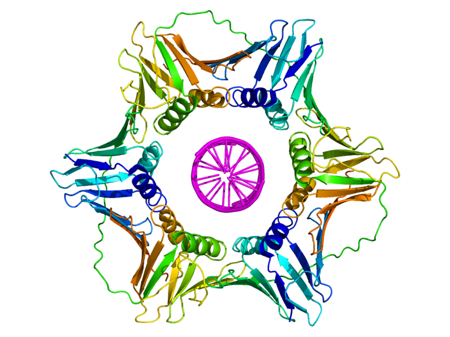 DNA clamp clipart DNA clamp DNA replication