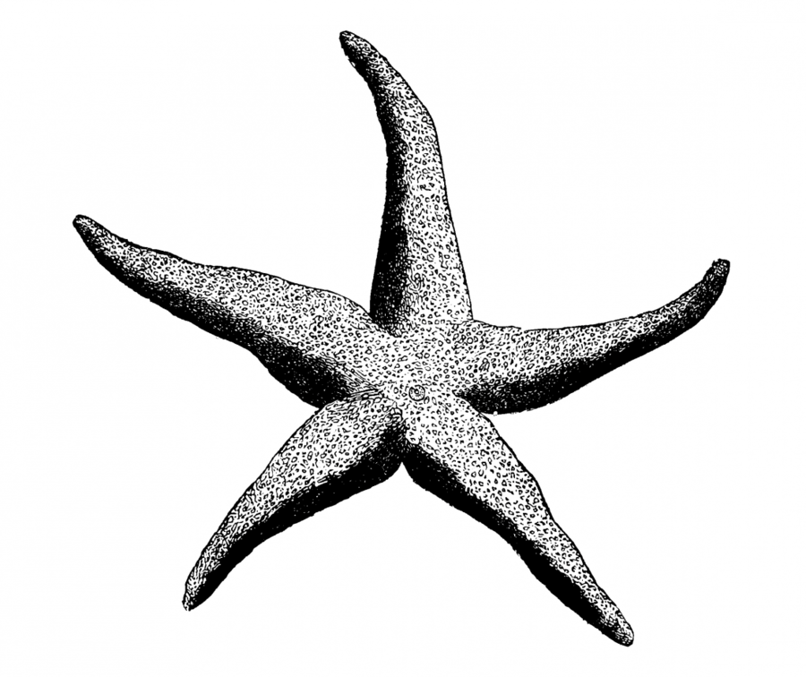 free clipart,transparent png image,clip art,Drawing, Starfish, Sketch