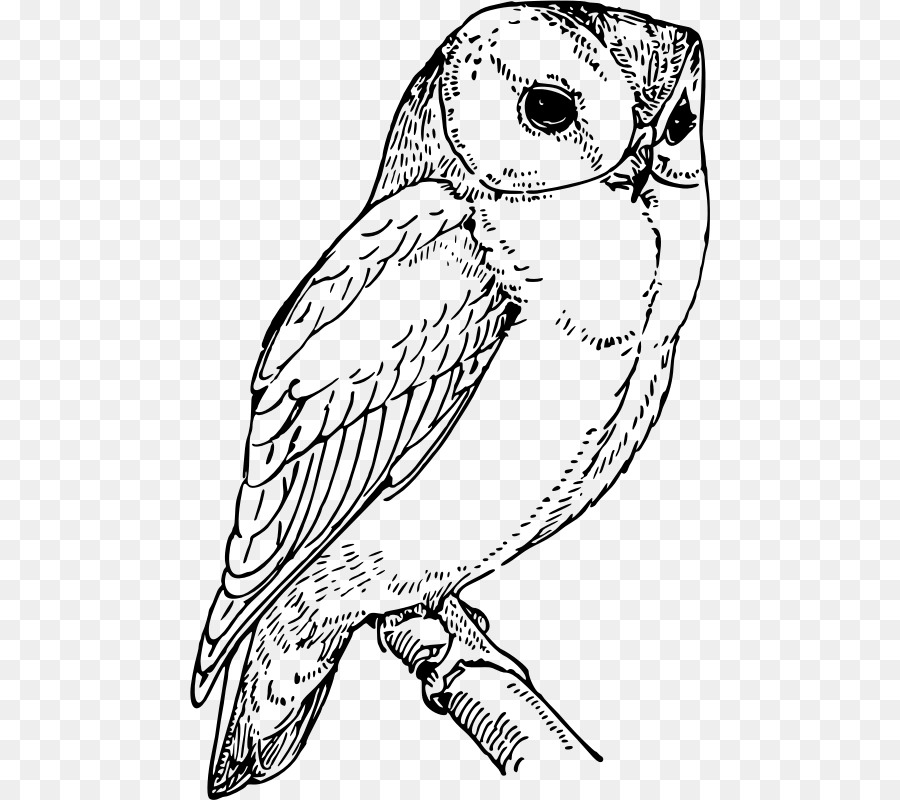 Book Black And White Clipart Owl Drawing Bird