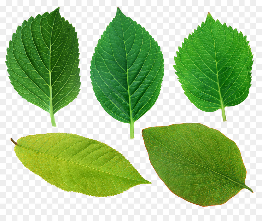 Leaf. Листья деревьев. Зеленые листочки. Зеленый лист дерева. Листок дерева.