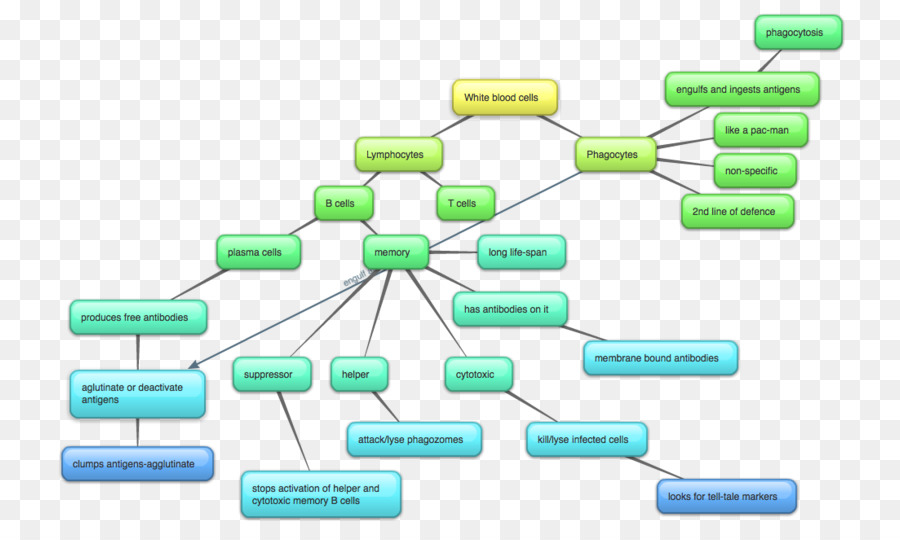 Photosynthesis Flow Chart