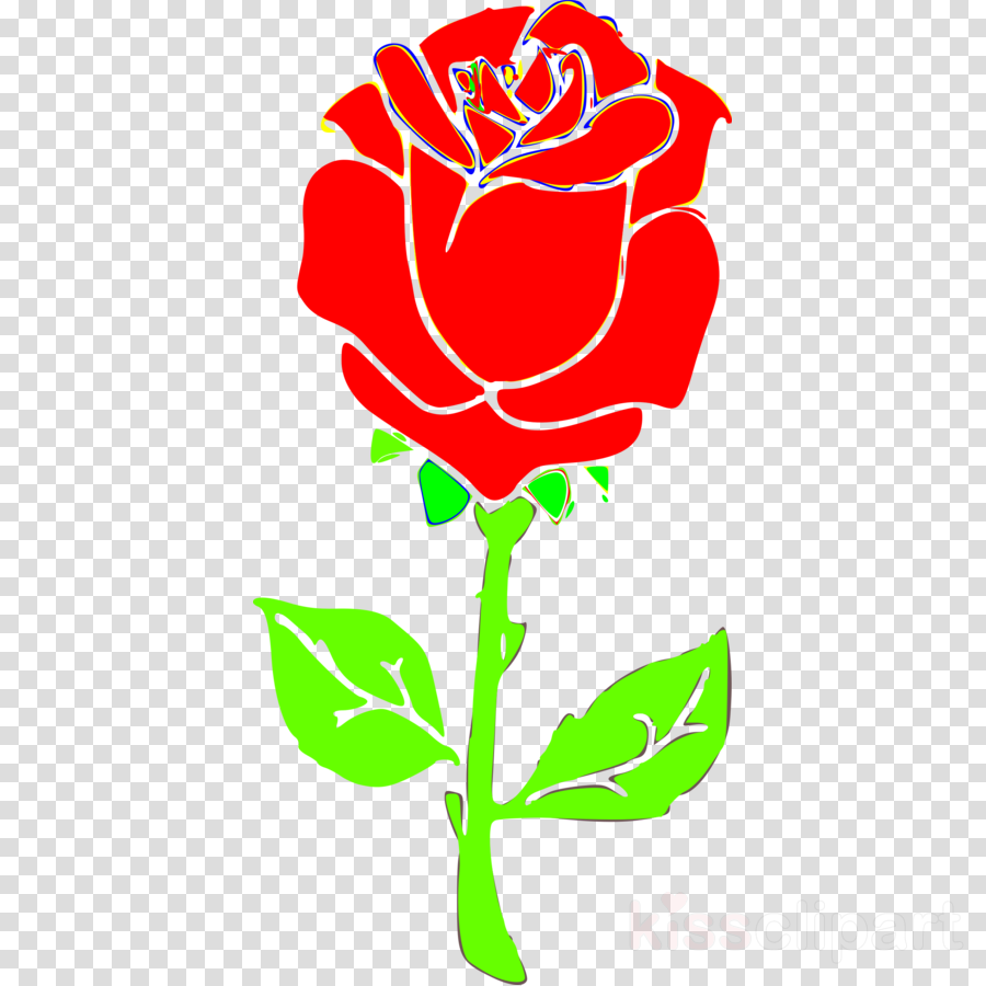 Gambar Mawar Merah Png Manfaat Bunga Mawar Yang Tidak Kamu Ketahui