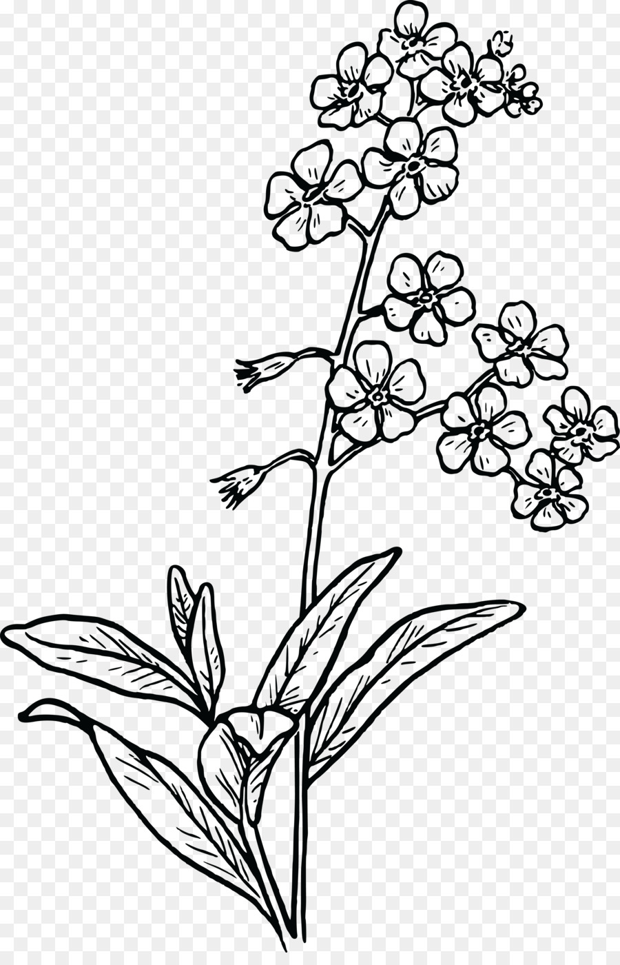 Black And White Flower Clipart Drawing Sketch Illustration