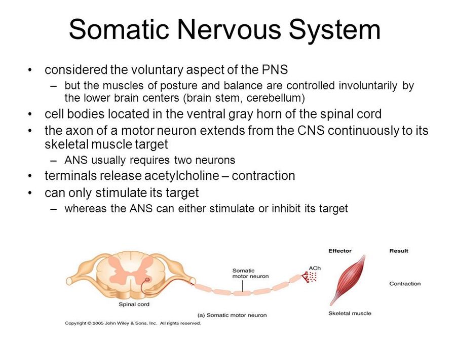 somatic nervous system example psychology