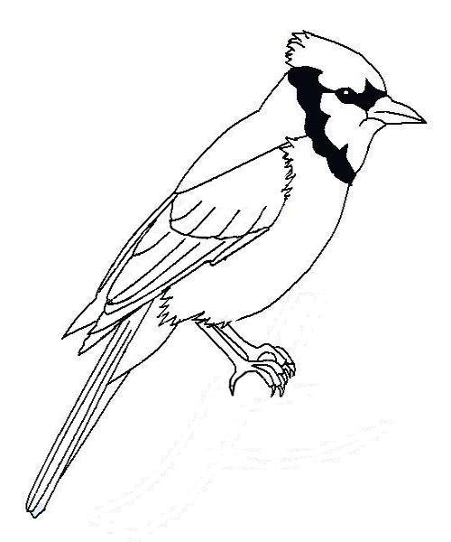 Bird Line Drawing Clipart Bird Drawing Sketch Transparent Clip Art