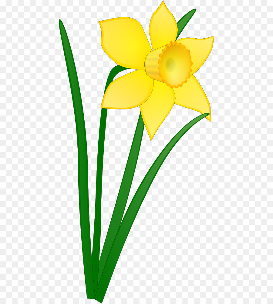 Flowers Clipart Background clipart - Daffodil, Drawing, Cartoon ...