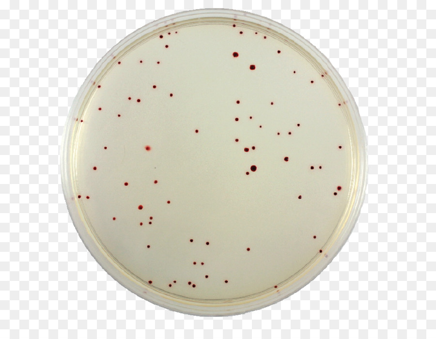 Petri dish clipart Petri Dishes Laboratory Flasks