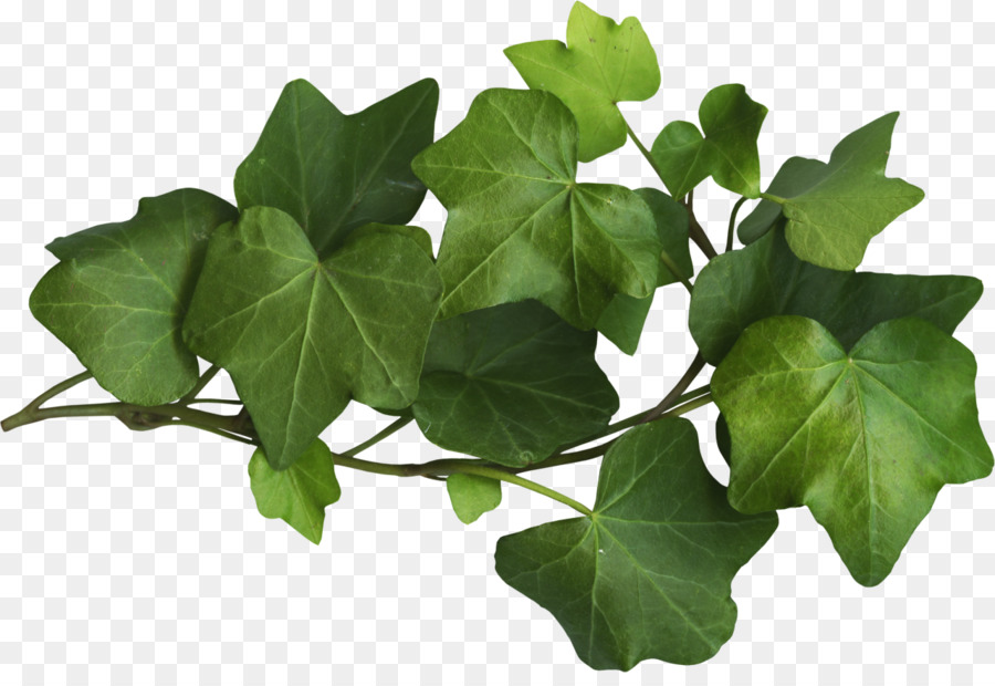 Ivy Leaf Clipart. 