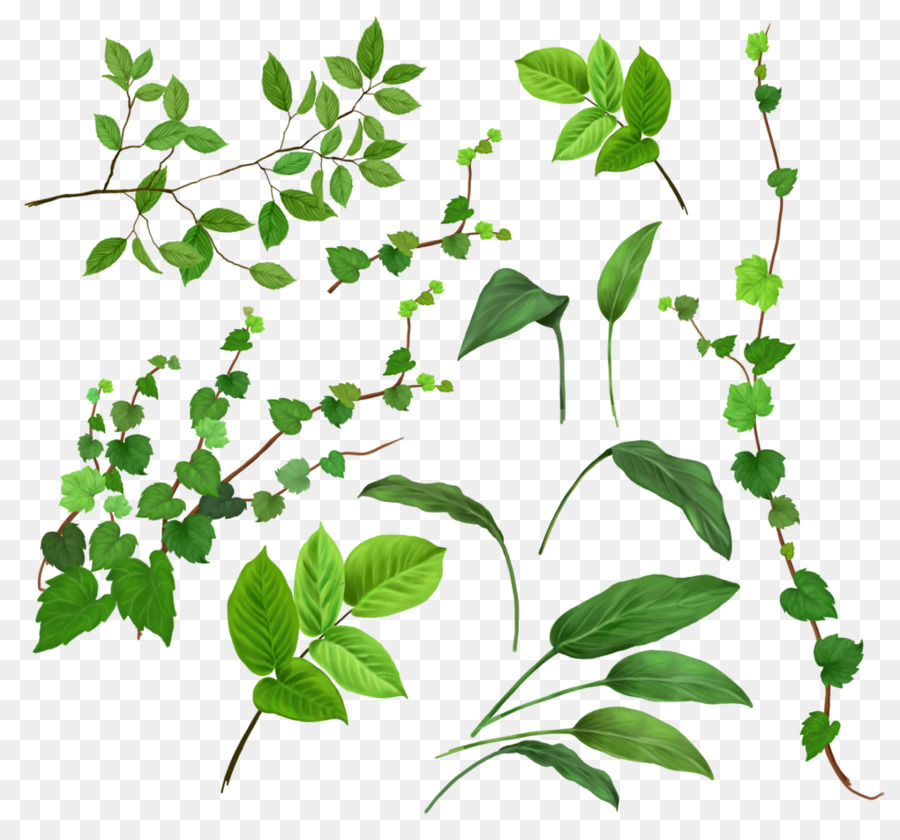 Enjoy the HD Leaf, Vine, Plants clipart. 