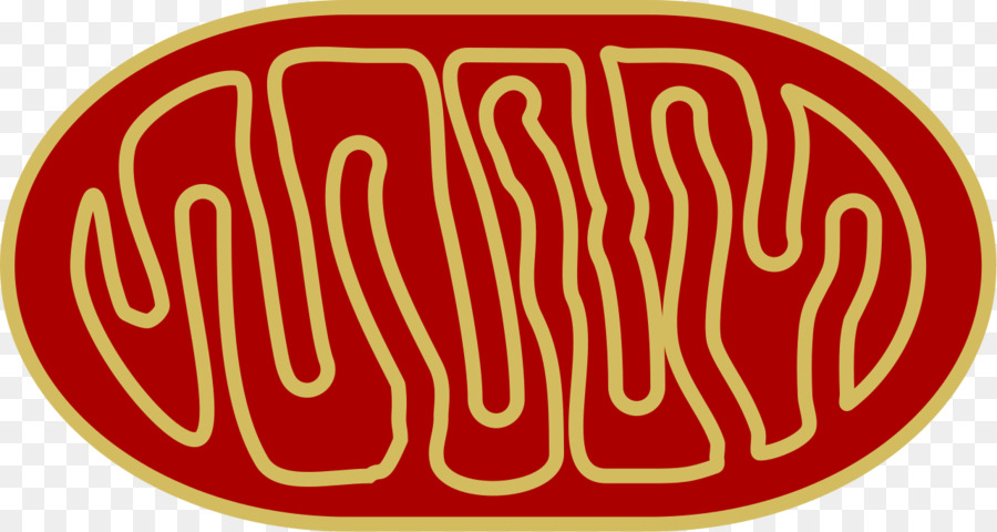 Mitochondria Cartoon Transparent - Mitochondria also store calcium for