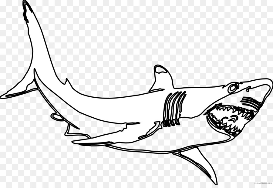 great white shark background clipart  drawing white fish