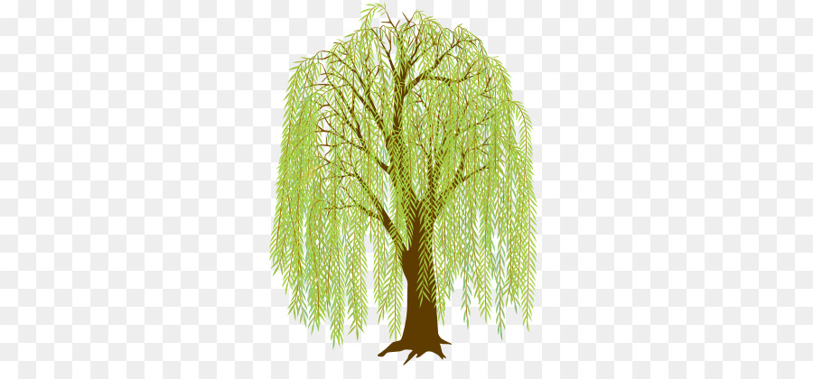 Weeping Willow Tree Drawing Clipart Drawing Tree Illustration Transparent Clip Art,Chicken Breast Temperature Celsius