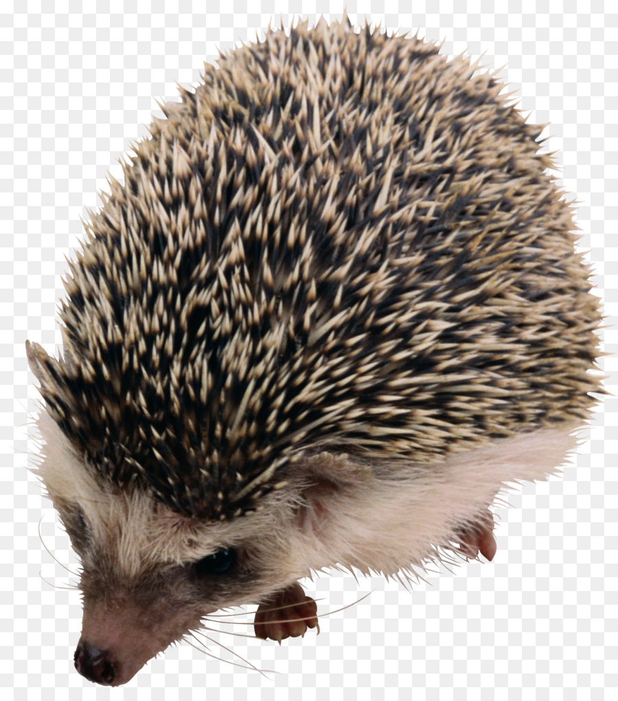 Herisson Png Clipart Hedgehog Herisson Clipart Hedgehog Transparent Clip Art