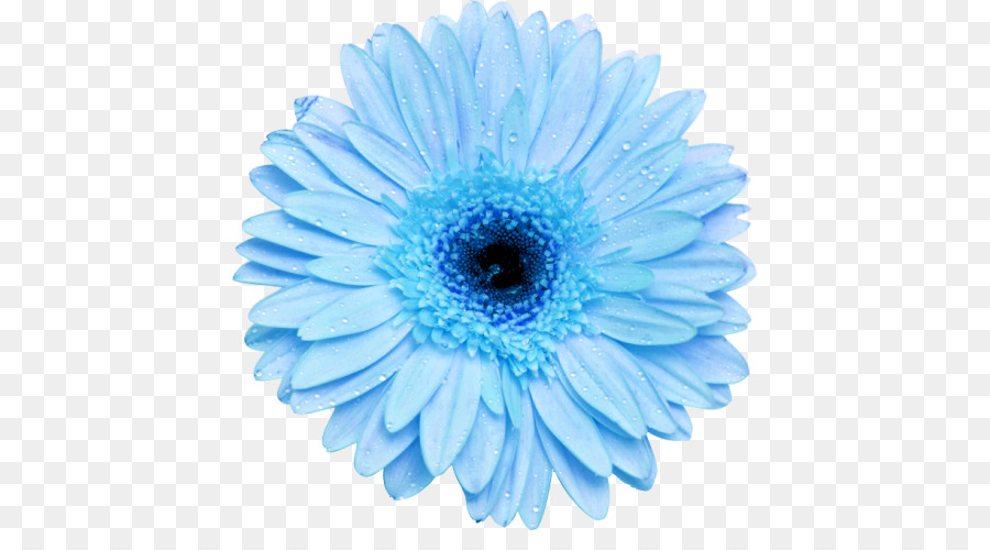 Flowers Clipart Background Clipart Flower Blue Daisy Transparent Clip Art