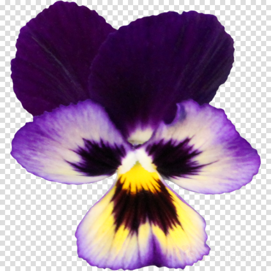 free clipart,transparent png image,clip art,Pansy, Flower, Purple