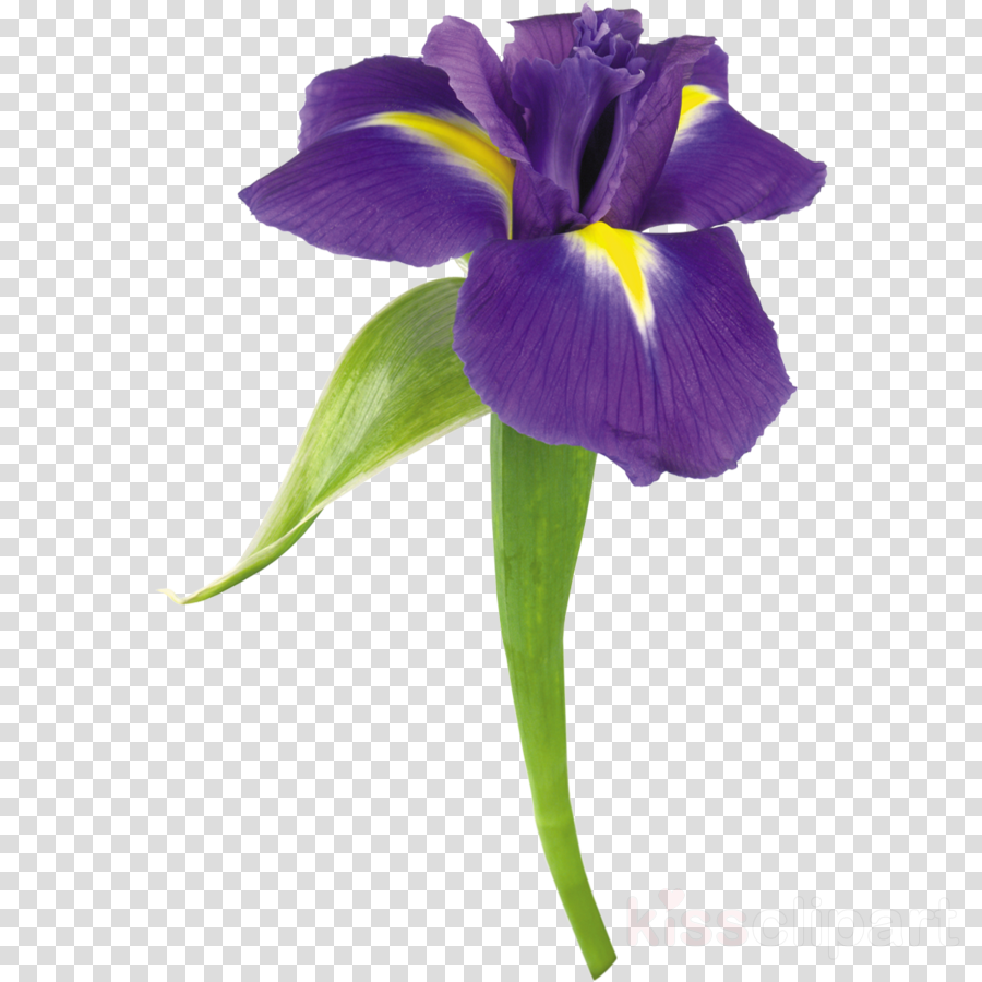 Download Blue Iris Flower.
