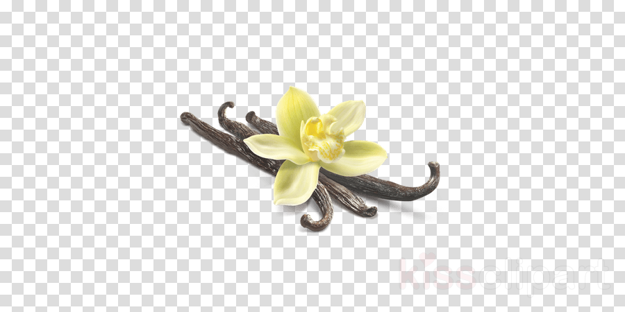 free clipart,transparent png image,clip art,Illustration, Flower, Yellow