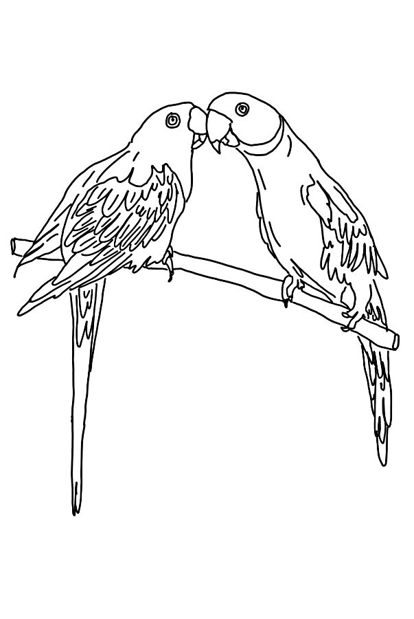 book black and white clipart parrot bird drawing transparent clip art parrot bird drawing transparent clip art