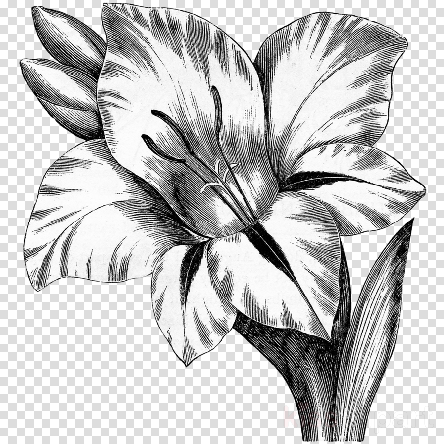 Gladiolus Flower Drawing - KISVACKOR MINDENNAPJAI