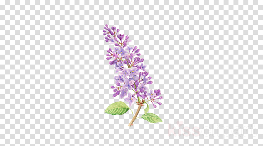 Lavender Background Clipart Illustration Lavender Flower Transparent Clip Art