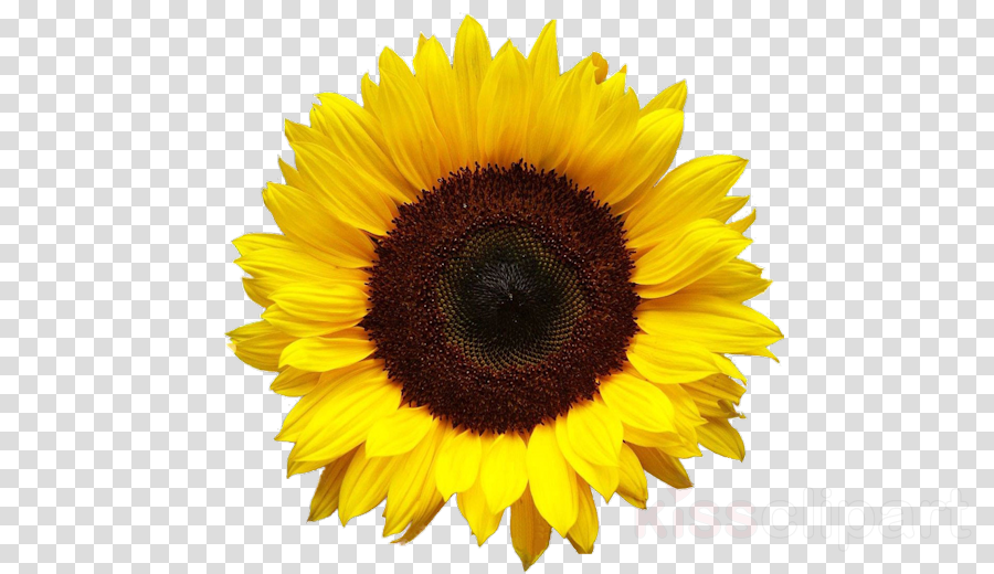 Sunflower Cartoon Clipart Flower Sunflower Yellow Transparent
