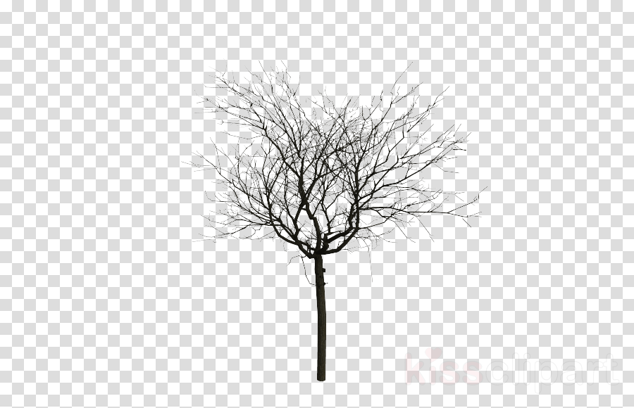 Illustration Tree Plant Transparent Png Image Clipart Free Download
