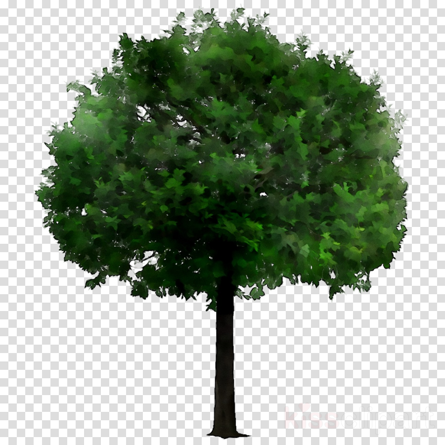 Green Grass Background clipart - Tree, Illustration, Plant, transparent ...