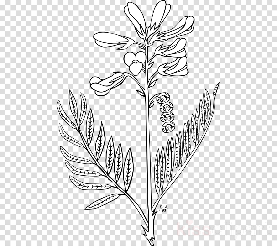 Flower Line Art Clipart Sketch Drawing Illustration Transparent Clip Art