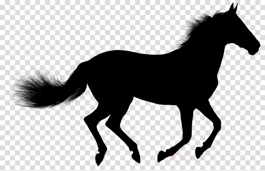 Animal Cartoon Clipart Horse Drawing Silhouette Transparent Clip Art